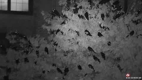 Lawrence Crow Photo 23