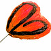 Kathleen Hazard Photo 11
