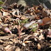 Cary Brown Photo 46