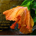 Dorothy Murray Photo 40