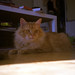 Kevin Coons Photo 35