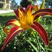 Lynn Connell Photo 22