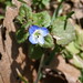 Veronica Small Photo 26