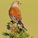 David Linnet Photo 19