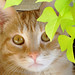 A Baxter Photo 16