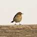 Margaret Bird Photo 38