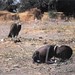 Kevin Carter Photo 52