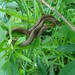 Tiny Brown Photo 36