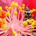 Rose Beetle Photo 15