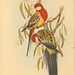 John Gould Photo 57