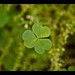 Mark Clover Photo 22