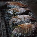 Pla Vang Photo 16