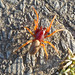 Clyde Mapes Photo 16