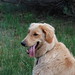 Pamela Cramer Photo 30