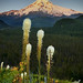 Gary Grass Photo 18