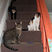 Annabelle Brown Photo 35