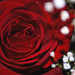 Bud Steele Photo 20