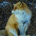 A Fox Photo 36