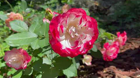 Rose Cherry Photo 32