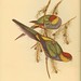 John Gould Photo 58