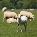 Shawn Lamb Photo 43