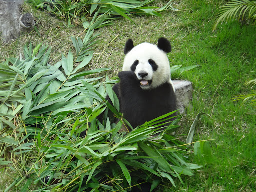 Ryan Cheung Photo 15