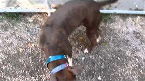 Theodore Brindle Photo 10