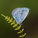 Holly Blue Photo 36