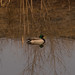 Judy Mallard Photo 29