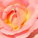 Rose Walter Photo 42