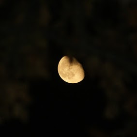 Carl Boman Photo 4