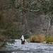 Murray Fish Photo 14