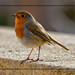 Robin Golden Photo 38