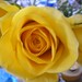 Tim Valentine Photo 42