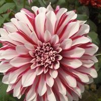 Krishna Debnath Photo 2