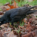 Kent Crow Photo 14