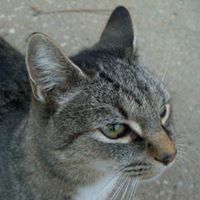 Bobby Simmons Photo 4