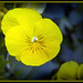 Marie Flowers Photo 34