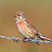 David Linnet Photo 15