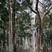 Forrest South Photo 12