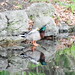 Stephanie Mallard Photo 23