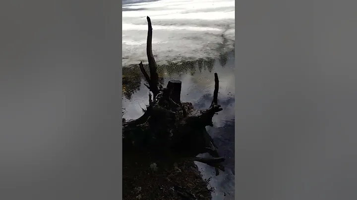 Joyce Lake Photo 18