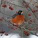 Robin Cross Photo 42