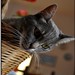 Miao Ma Photo 16