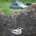 Byron Terns Photo 6