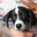 Scott Pickard Photo 41