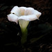 Angel Flowers Photo 33