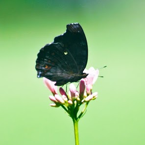 Khin Myo Photo 18