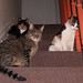 Annabelle Brown Photo 30
