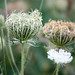 Anne Heinz Photo 27